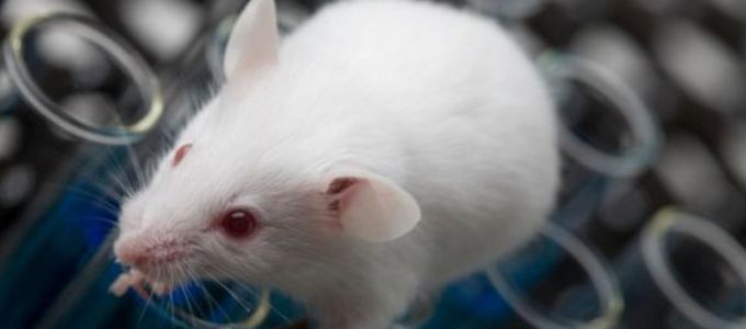 Az immunrendszert erõsítõ vírust azonosítottak amerikai kutatók