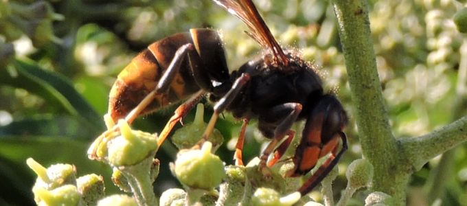 Rádiójelekkel kutatták fel egy invazív darázsfaj fészkét brit tudósok