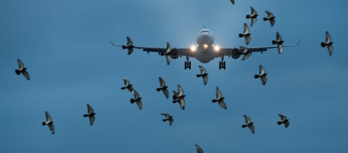 Drónokkal terelnék el a madarakat a repterektõl