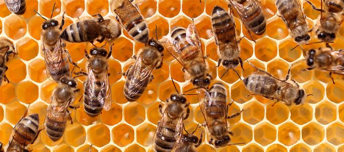 Felhõ technológiával dolgoznak a méhpopulációk megmentésén