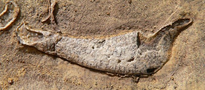 Egy népszerû régi videójátékról neveztek el egy õsi cápafajt