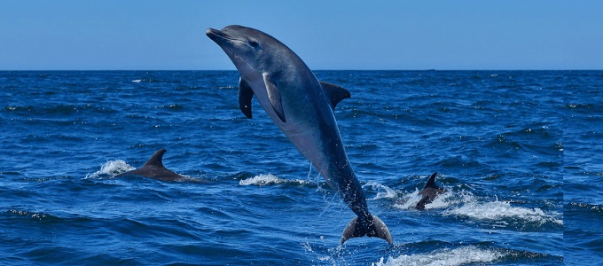 Elõször követték akciókamerákkal a delfinek vadászatait