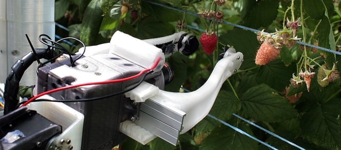 Az emberek konkurense lehet a málnaszedõ robot