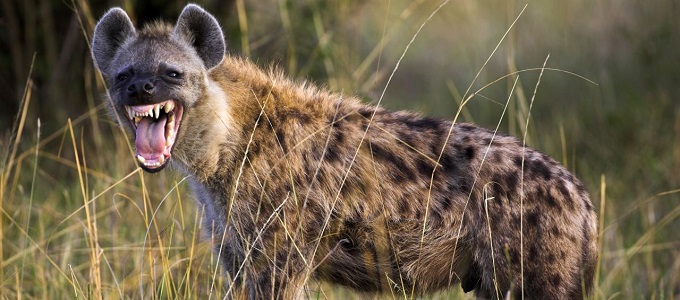 Hiénák éltek a sarkkörön túli területeken