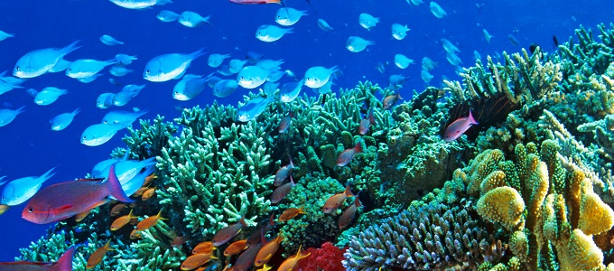 Vulkán erõsíti meg a Nagy-korallzátonyt