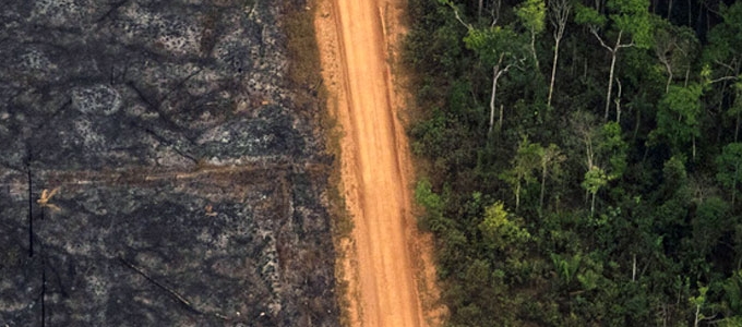 Algorit­musokkal menthetõk az erdõk