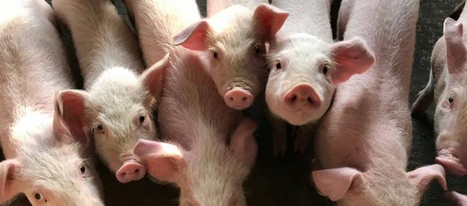 Disznó-majom hibrideket hoztak létre Kínában