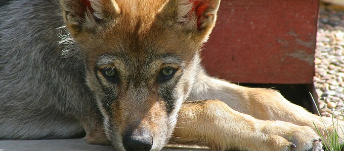 A farkasok egy része is hajlandó játszani