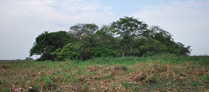 Dél-Amerikában korán beindult a növénytermesztés