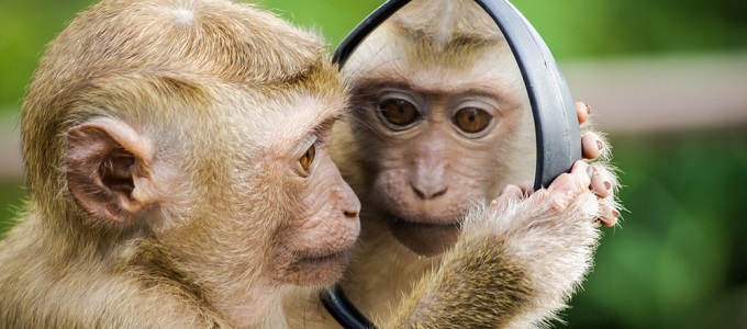 Ultrahanggal befolyásolhatók a majmok