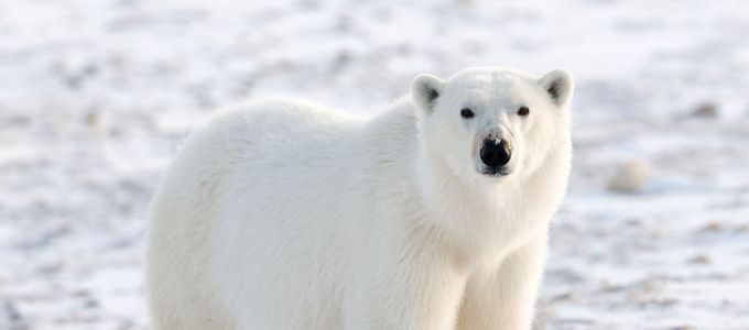 Ki fognak halni a jegesmedvék