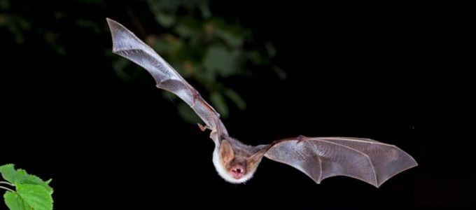 Kutatók feltárták a SARS-CoV-2 evolúciós történetét