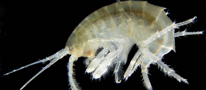 Egy kicsiny rákféle négy nap alatt lebontja a mikromûanyagot