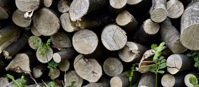 Gyorsabban azonosítja a fákat egy szoftver