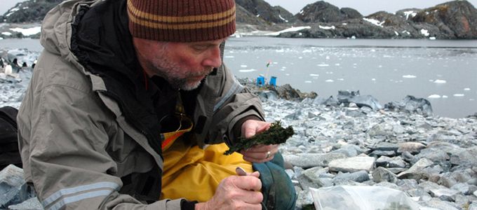 Szúnyogok jelentek meg az Antarktiszon