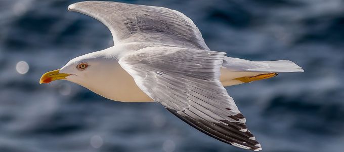 Hatékonyabb madármegfigyelésre lesz lehetõség