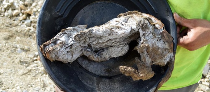 53 ezer éves farkast találtak