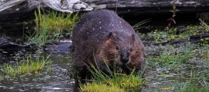 Mûholdfelvételeken láthatók a hódok károkozásai