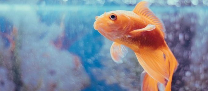 Amikor az aranyhalak vezetik az autót