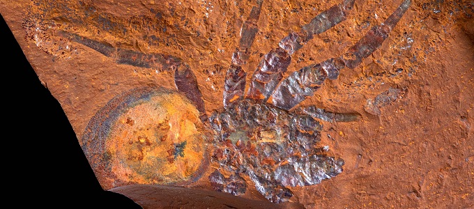 11 millió éves leletek mutatják Ausztrália múltját