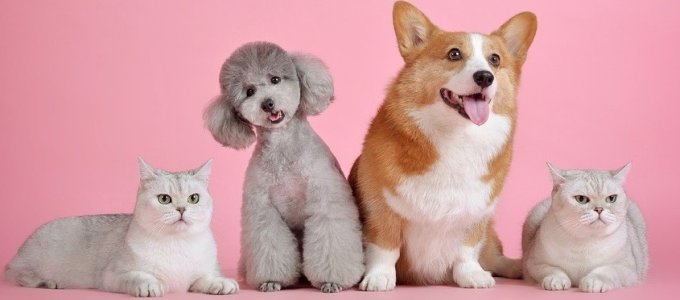 A háziállatok egyharmadának van közösségi profilja