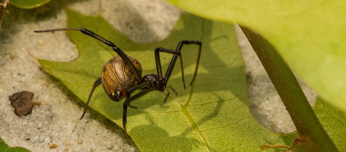 Ugrással kerüli el szex utáni a halált néhány pók
