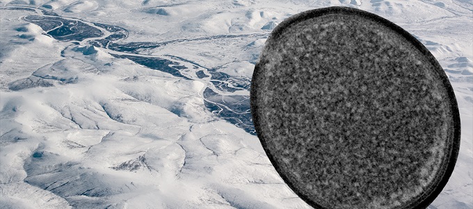 Vírusok is segíthették a komplex élet kialakulását