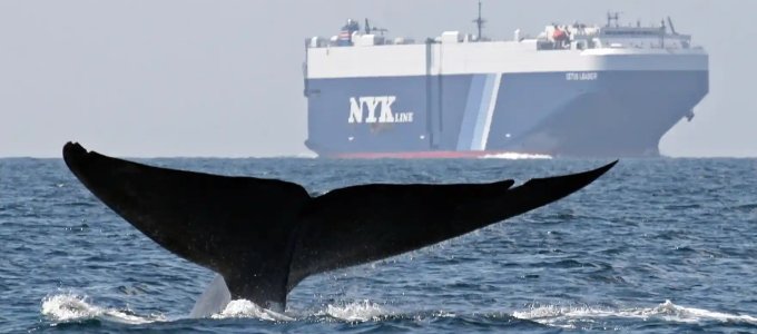 Mesterséges intelligencia segít elkerülni a bálnák és a hajók ütközéseit