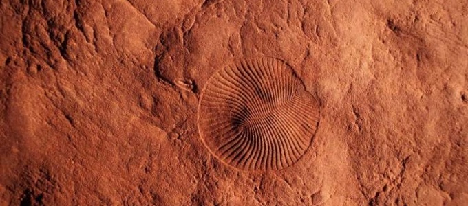 Oxigénhiány okozta az elsõ kihalást