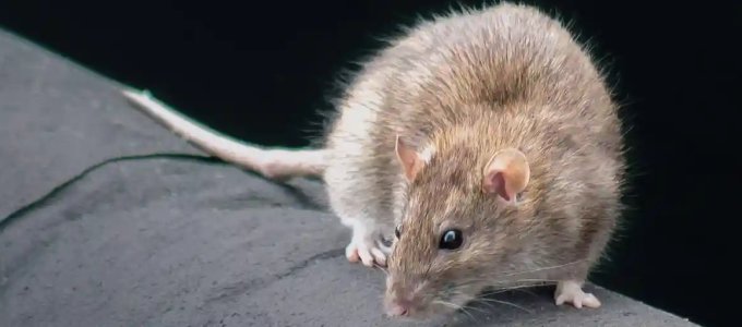 Arcfelismeréssel a patkányok ellen