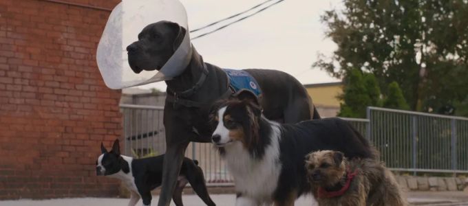 Kivert kutyák - Úton Doug felé